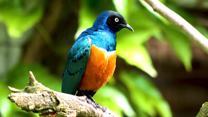blue bird on a branch