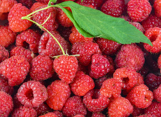 fresh and sweet raspberries as natural food background