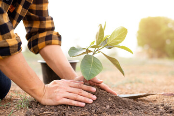 Closeup of hands planting trees on World Environment Day with sunset light, symbolizing the collective commitment and hope for a greener future.