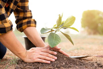 Closeup of hands planting trees on World Environment Day with sunset light, symbolizing the...