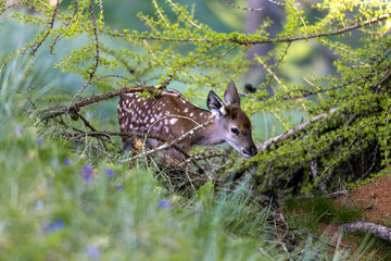 un piccolo di cervo (bambi) nel sottobosco