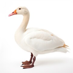 Rosss Goose bird isolated on white background. Generative AI