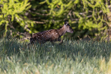 cerbiatto che corre nell'erba