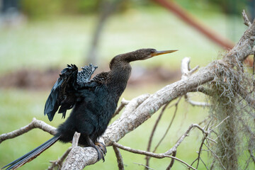 A big anhinga bird resting on tree branch in Florida wetlands