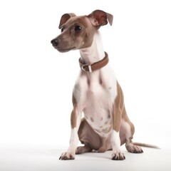 Italian Greyhound dog isolated on white background. Generative AI