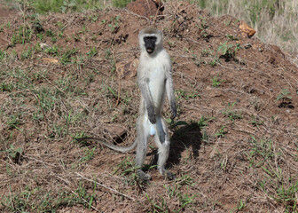 Male vervet monkey standing in Nairobi National Park, Kenya