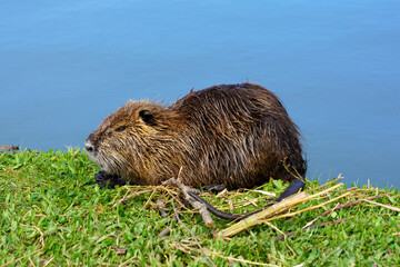Close-up of Nutria wet on the grass just out of the lake