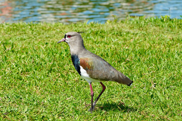 Southern lapwing (Vanellus chilensis) on grass in a Curitiba park in Brazil