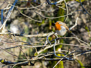 Black-headed red-breasted nuthatch (sitta krueperi) on a branch in a spring forest