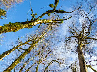 Tree trunks covered with moss against a blue sky. Yew-boxwood grove of the Caucasian Reserve.