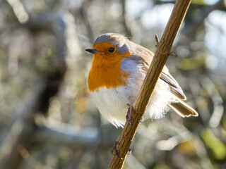 Black-headed, red-breasted nuthatch sits on a branch