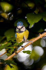 a blue tit on a branch with a large caterpillar in its beak