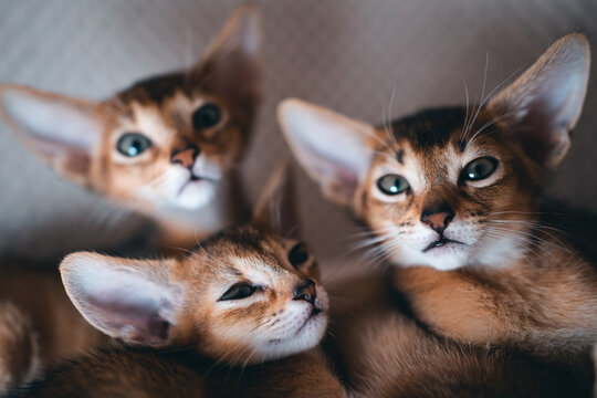 closeup of funny small kittens abyssinian breed lies in soft pet house