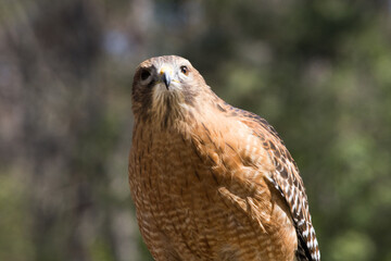 Red Tailed hawk outdoors