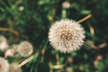 Dandelion flower with natural bokeh background. Spring flowers