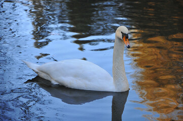 One beautiful white mute swan peacefully  swims on the lake. Closeup photo .Free copy space.