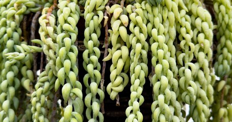 Burros tail, Sedum morganianum is a species of flowering plant in the family Crassulaceae,