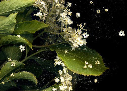 Plants flora arrangement nature backdrop on black background. Macro photo.  