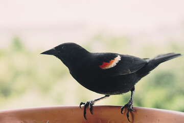 blackbird on the ground