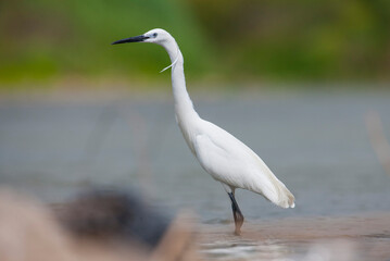 Little Egret (Egretta garzetta) is a very good fish hunter. It is lives near lake and rivers.