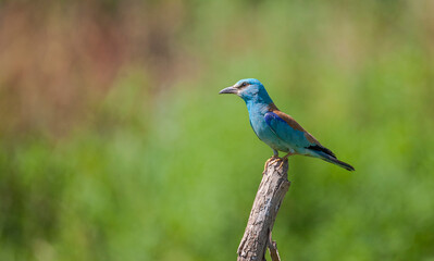 European Roller (Coracias garrulus) It lives in the southern parts of Europe in winter and in the northern part of the summer.