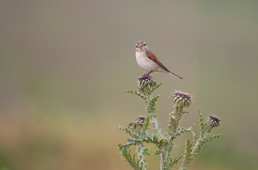 Red backed Shrike (Lanius collurio) is a very good insect and spider hunter. Sometimes even a dumb mouse.