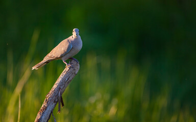 Eurasian Collared Dove (Streptopelia decaocto) is a type of pigeon that lives close to settlements.