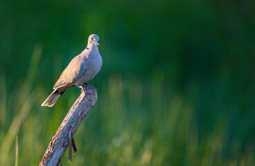 Eurasian Collared Dove (Streptopelia decaocto) is a type of pigeon that lives close to settlements.
