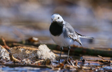 White Wagtail (Motacilla alba) is a wagtail that lives in Asia, Europe and North Africa.
