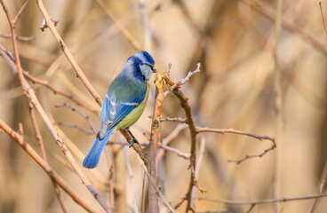 Obraz premium Eurasian Blue Tit (Cyanistes caeruleus ) is one of the most beautiful songbirds in the world.