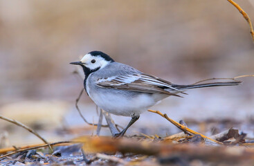 White Wagtail (Motacilla alba) is a wagtail that lives in Asia, Europe and North Africa.