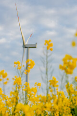 Ekologiczna energia odnawialna z wiatru i roślin. Wiatrak i rzepak.,  © Jarekfoto