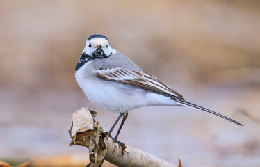 White Wagtail (Motacilla alba) is a wagtail that lives in Asia, Europe and North Africa.