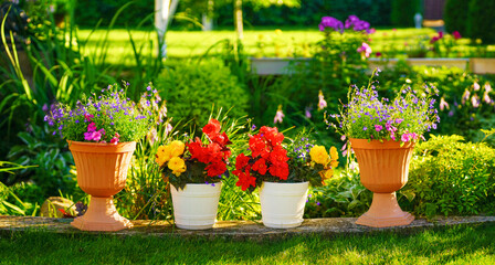 Flowers in pots in the garden.