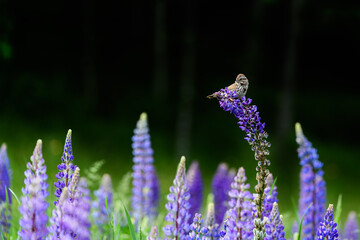 Bird on Lavender Lupine