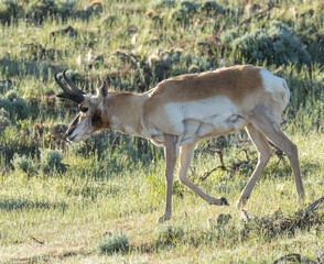 antelope in the wild
