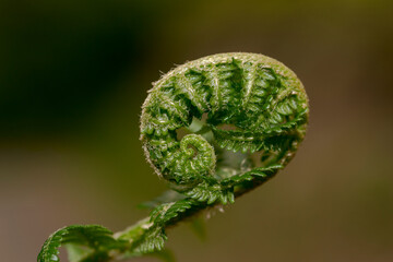 Młody zwinięty spiralnie listek paroci . Wiosenny wzrost roślin z runa leśnego .