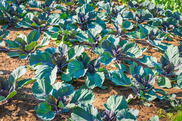 Purple Kohlrabi (German turnip or turnip cabbage) in garden bed in vegetable field.