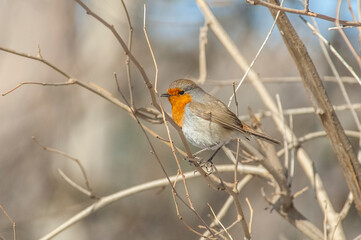 European Robin (Erithacus rubecula) goes down in the winter to the southern parts of Asia and Europe. In the summer get back to the north again