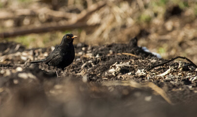 Common Blackbird (Turdus merula) is a species of bird that can live under different environmental conditions.