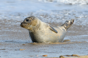 Fototapeta premium Common or Harbour Seal resting along the shoreline