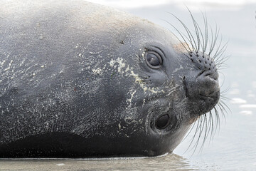 Southern Elephant Seal young pup resting