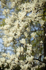 blooming white magnolia. white magnolia tree. white magnolia flowers blossomed on the tree