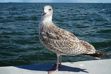 Sea gull sits on the pier         