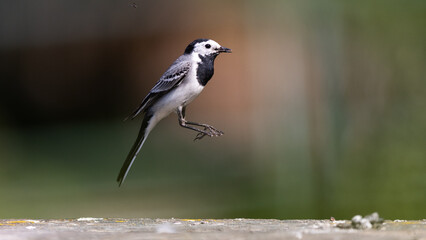 jumping bird wagtail