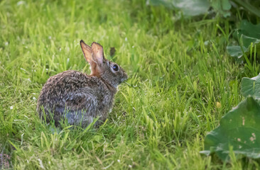 Naklejka na ściany i meble Eastern cottontail rabbit in grass