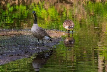 Pair of Canada geese near a pond