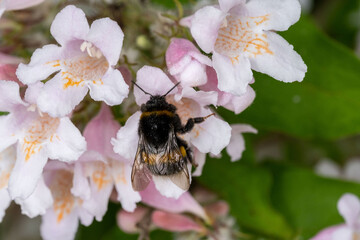 Hummel