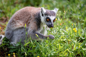 Ring-tailed lemur (Lemur Catta) sitting on a background of green grass and yellow flowers in Safari Ramat Gan, Israel.