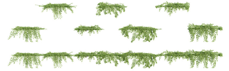 climber plants, creeper plants, 3D rendering with transparent background, for illustration, digital...